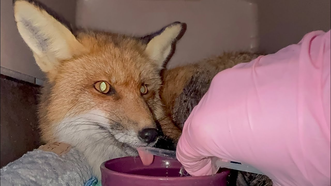 First Fox Rescue of the Year: Injured Vixen Trapped on the Erie Canal Embankment | Intake 2026-01