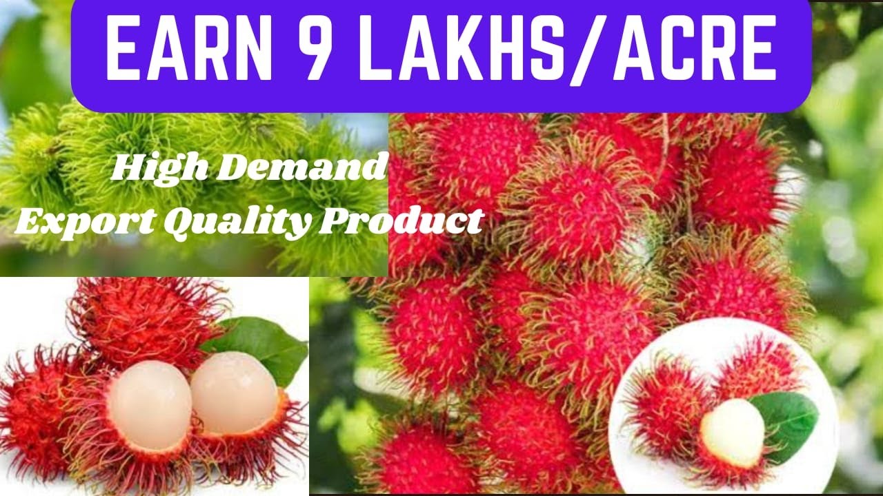 RAMBUTAN N18 FARMING HINDI/कमाई 9 लाख प्रति एकड़/रामबुतान की कृषि/Rambutan N18 HARVESTING/N18 PLANTS