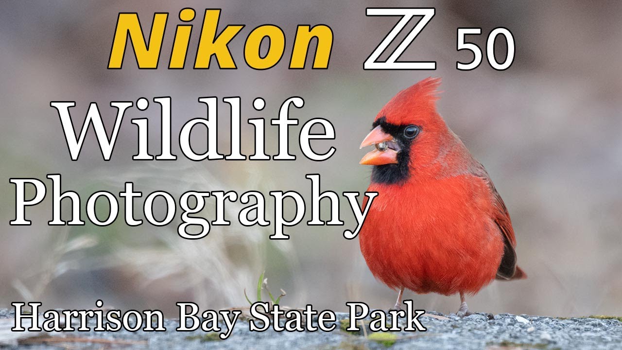 Nikon Z50 • Wildlife Photography at Harrison Bay State Park
