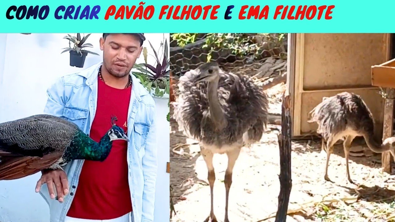 DICAS de Como Criar PAVÃO FILHOTE e Como Criar EMA FILHOTE Como Criar Pavões.