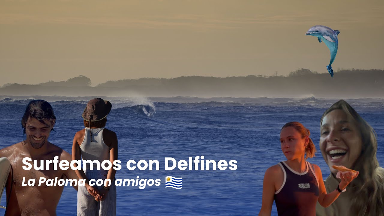 Surfing, delfines y tortafritas
