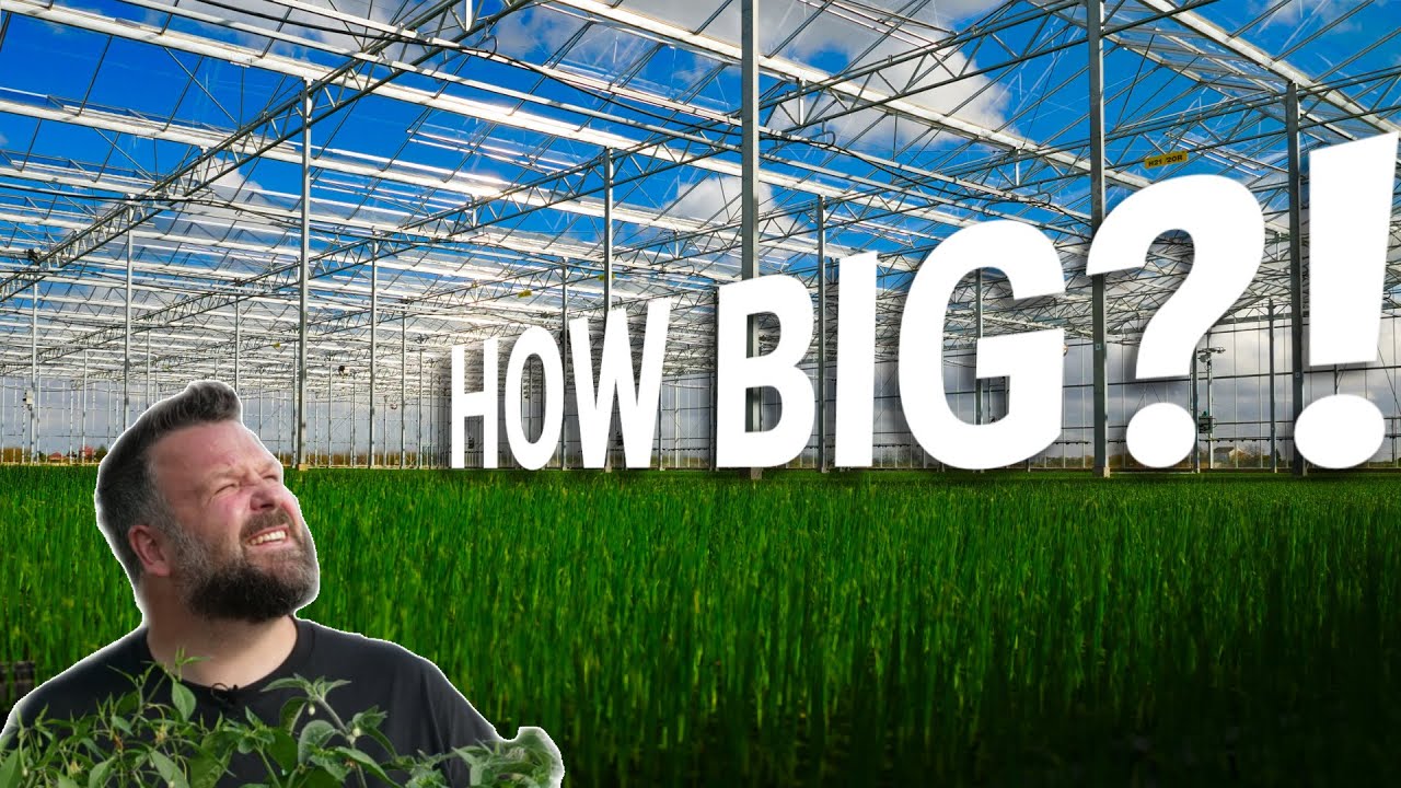 You Won't Believe How Big This Commercial Greenhouse Is!