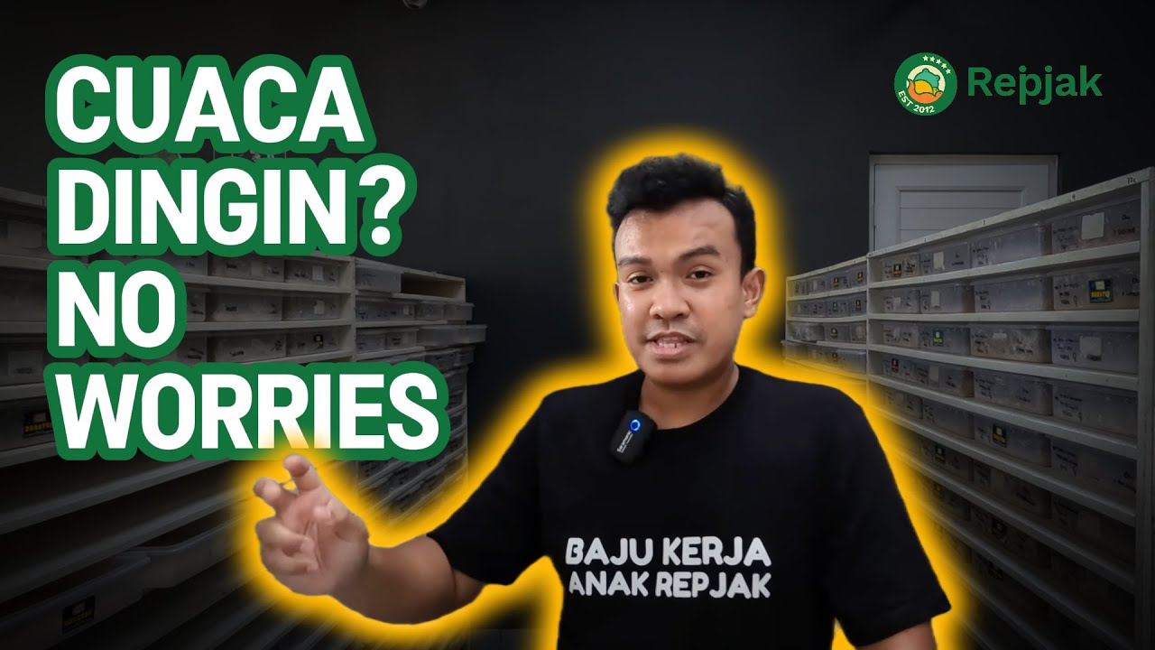 5 TIPS MENGATASI CUACA DINGIN YANG EKSTRIM UNTUK GECKO ALA REPJAK