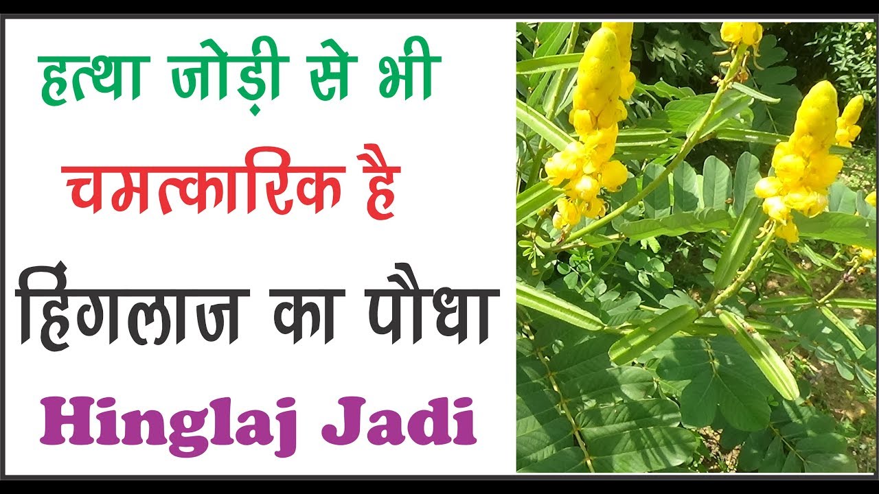 हत्थाजोड़ी से भी पॉवरफुल है हिंगलाज जड़ी  Hinglaj Jadi Ka Chamtkar