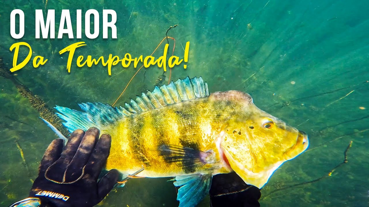 O MONSTRO DO RIO! Pesca Sub - SubTv Spearfishing