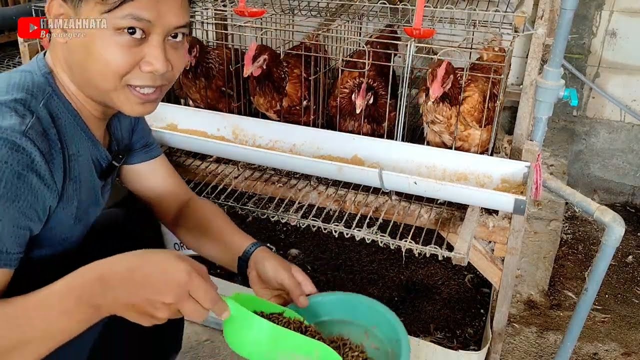 INTEGRASI AYAM PETELUR DENGAN MAGGOT DI AMIS Integrated Farm Bojonegoro