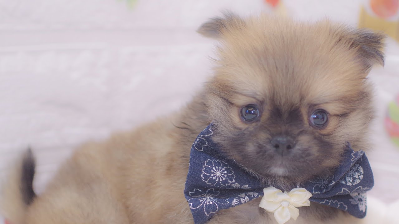 ペットショップ犬の家＆猫の里富士店　No.199602　ポメチワ