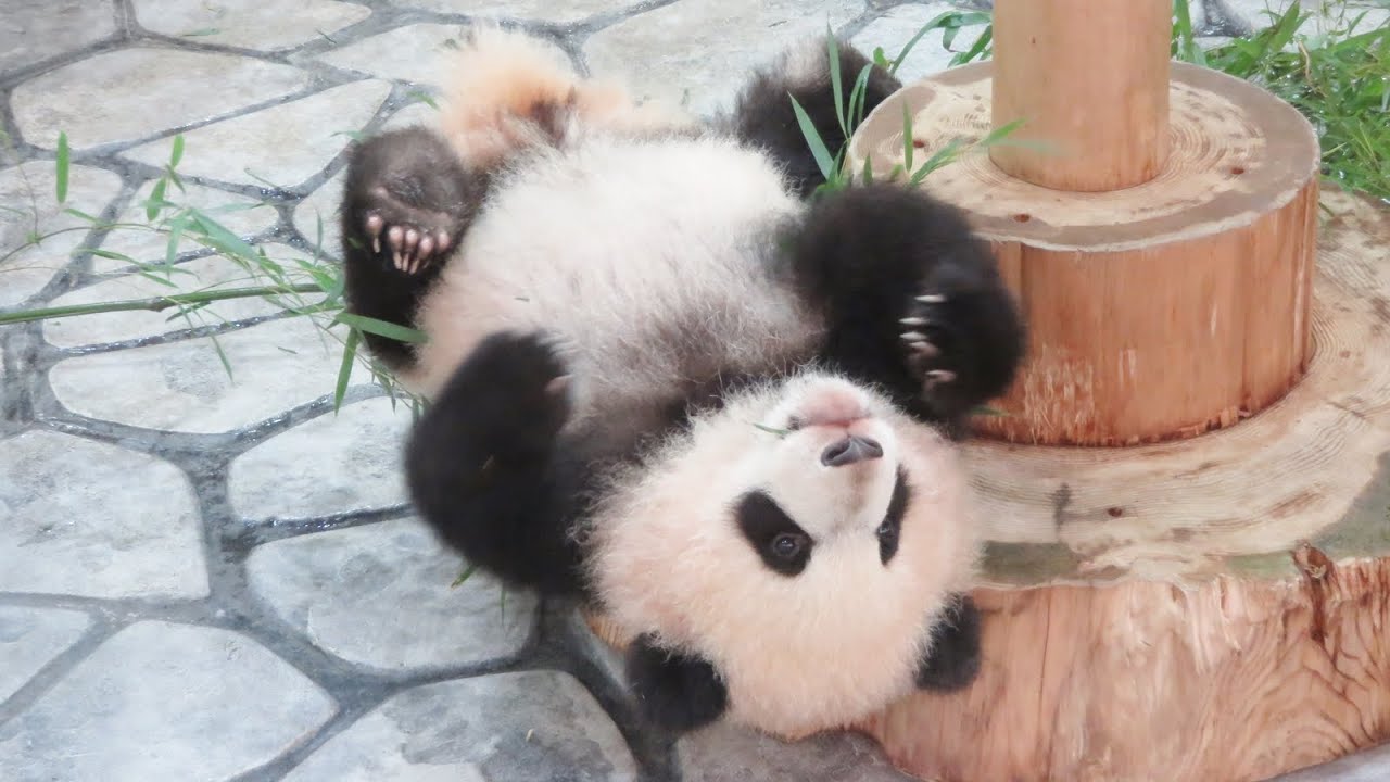 おかあさんを乗り越えていく。 寝ているおかあさんを起こしにかかる赤ちゃんパンダ♥ #パンダ #アドベン #アドベンチャーワールド