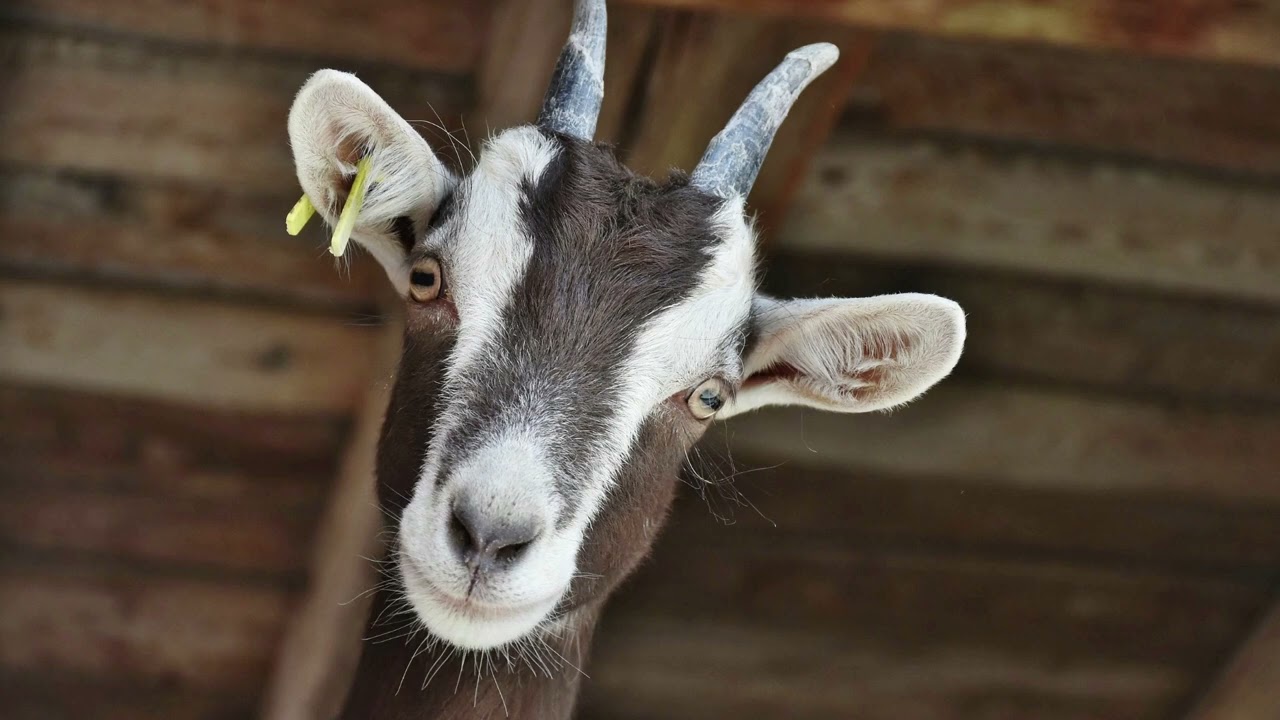 Goat scream 1 hour version