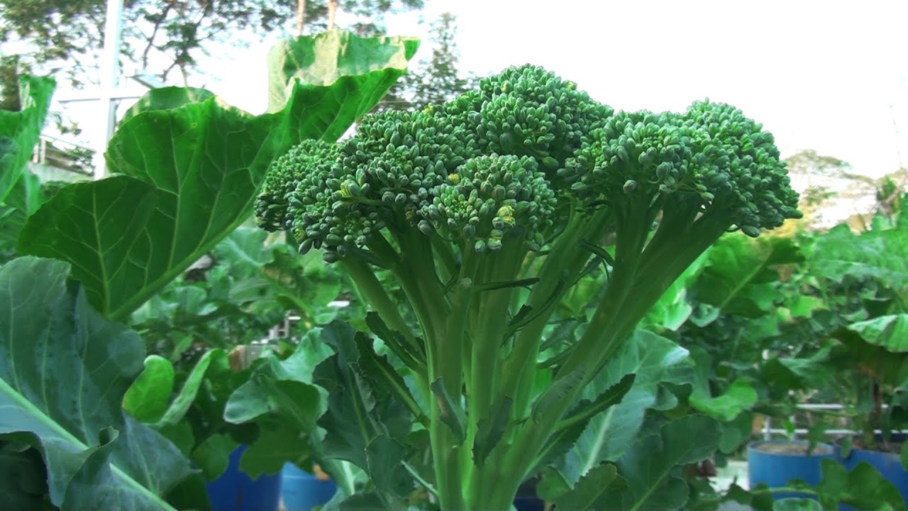 #Broccoli টবে ব্রকলি চাষ