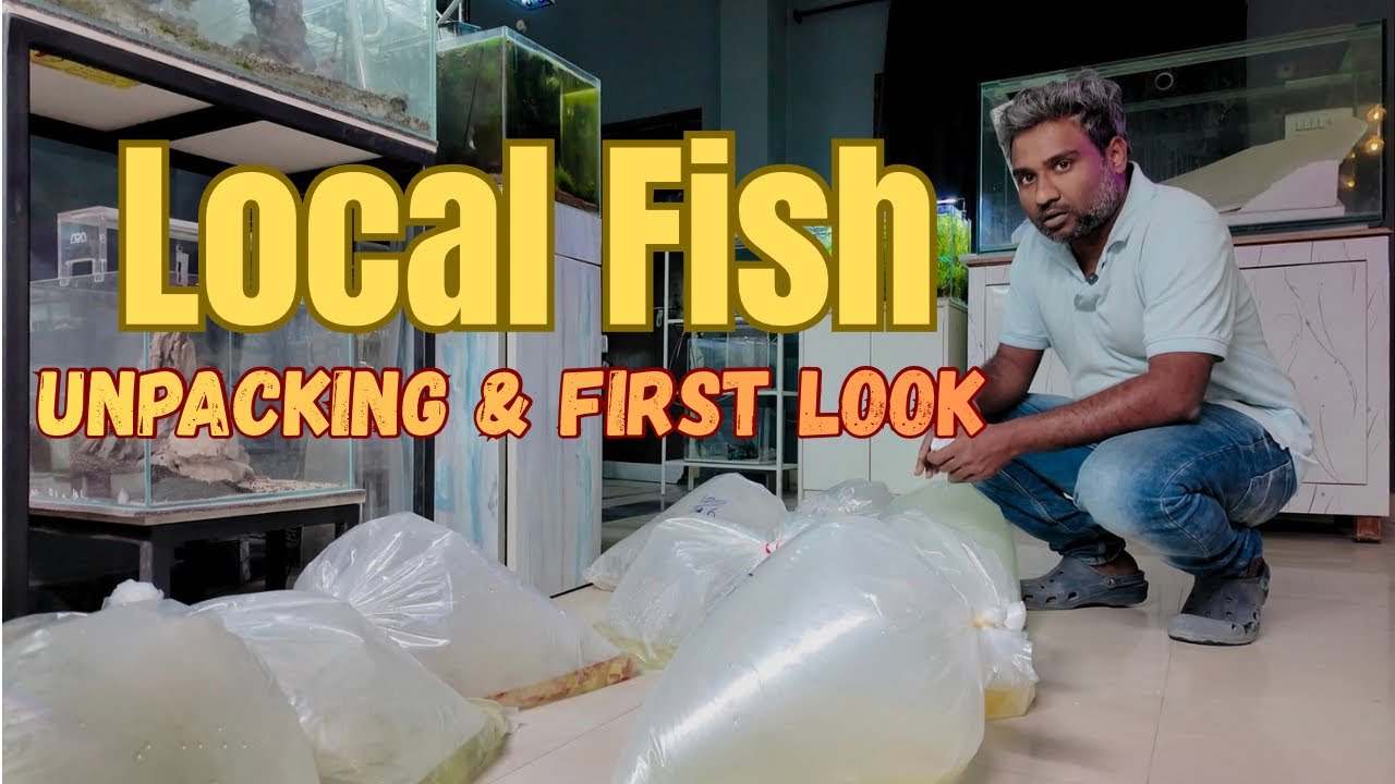 Just Arrived! Local Fish Stock | Unpacking Video 🐠 