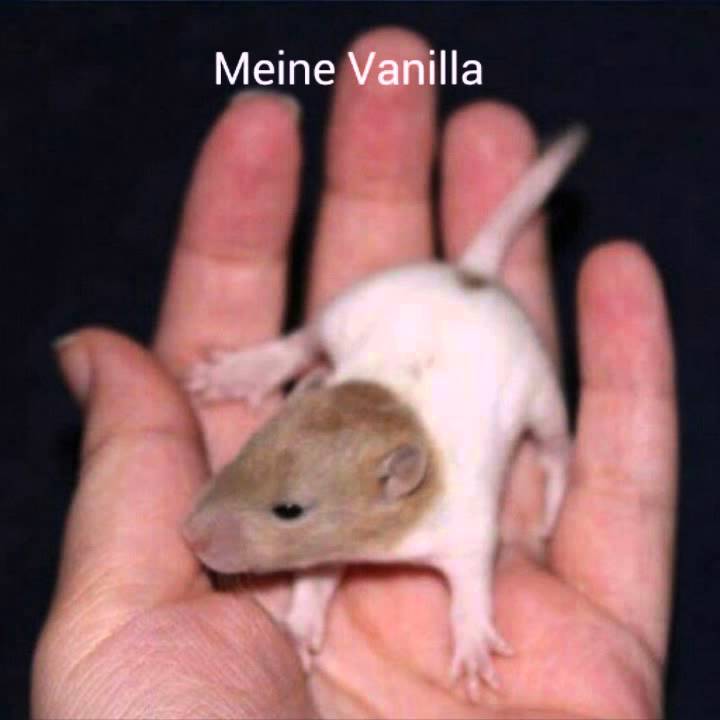 Meine rattis als babys!!!!