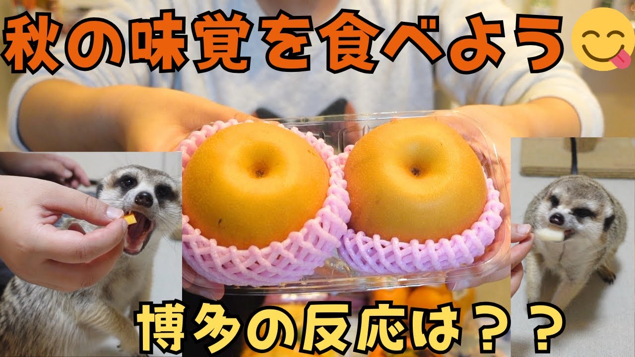 秋の味覚を食べよう😋ミーアキャットの博多さんの反応は？？？