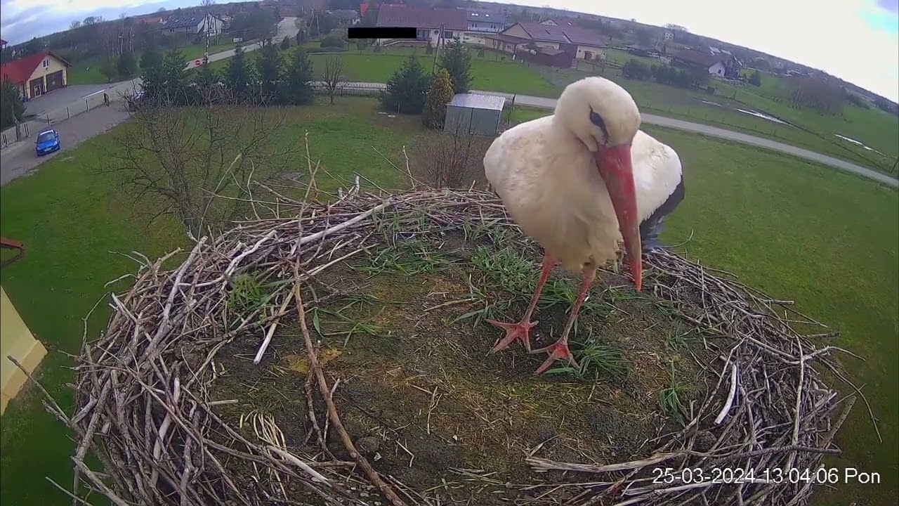 25.03.2024 - Przylot pierwszego bociana do Woli Zabierzowskiej