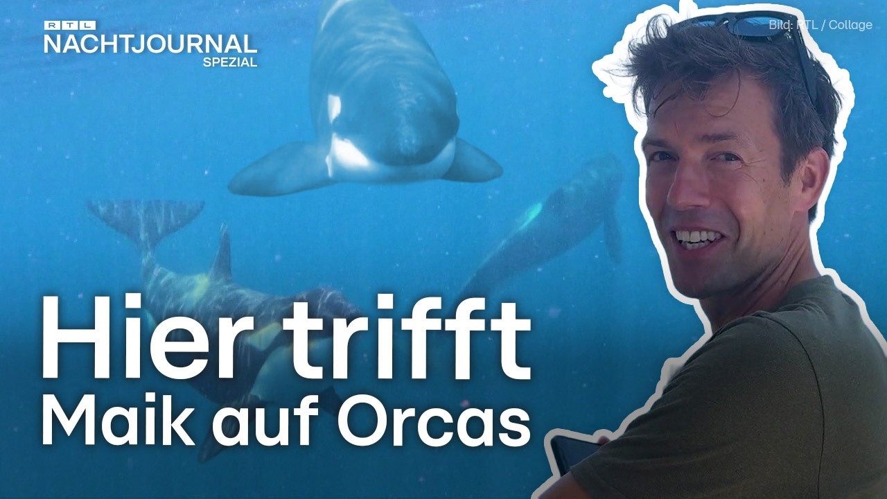 Reportage: R&auml;chen sich Orcas an uns? Maik Meuser ist ihnen begegnet | RTL Nachtjournal