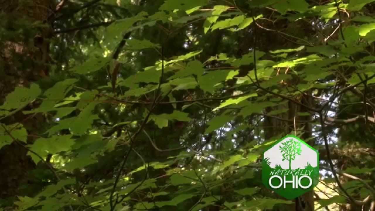 Naturally Ohio - Rock House