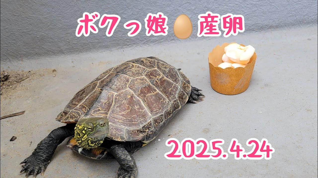ボクっ娘が産卵したよ！🥚ライブ配信中！