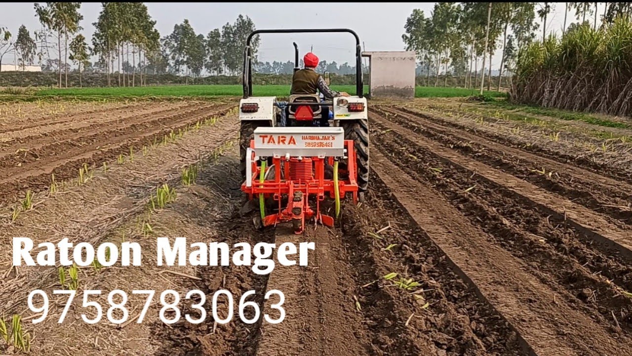 Latest Ratoon Manager   पैडी गन्ने का प्रबंधन