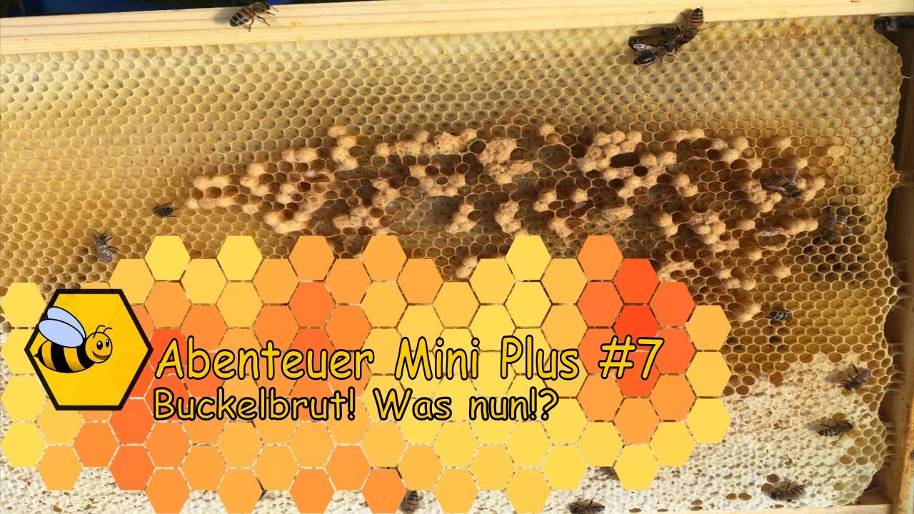 Abenteuer Mini Plus #7 -Achtung Buckelbrut! Was nun!?