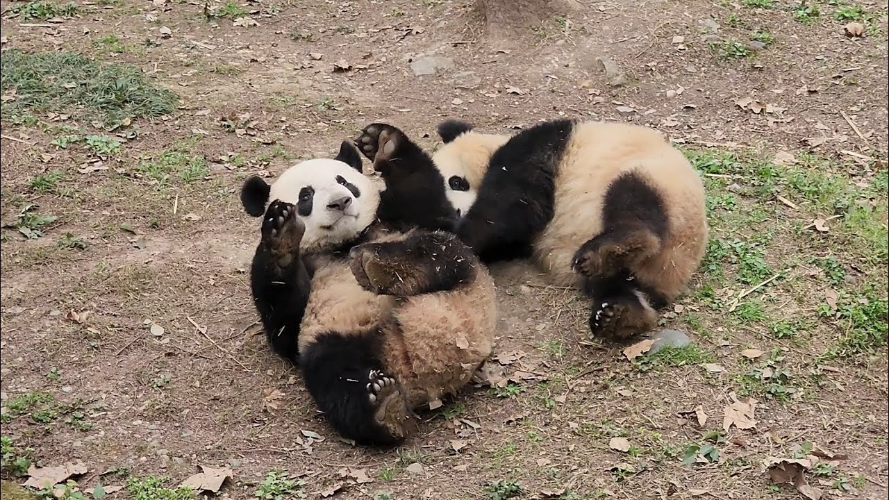 20240320 - Le Le 叻叻 play-fighting with Qing Bao 青宝 @Dujiangyan Chinese Giant Panda Garden 都江堰中华大熊猫苑