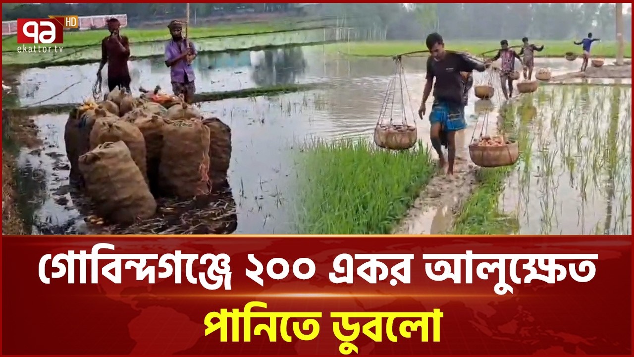 গোবিন্দগঞ্জে হঠাৎ বৃষ্টিতে ফসলের ব্যাপক ক্ষতি | Gobindaganj  | Ekattor TV