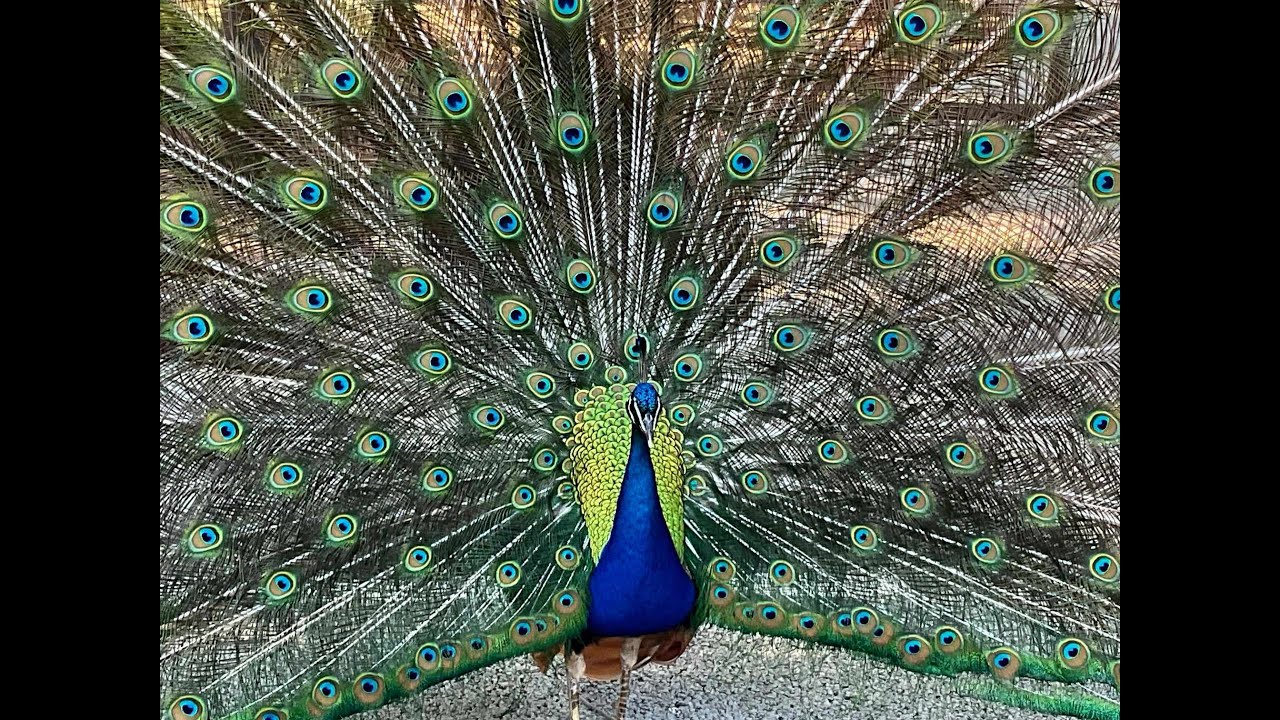 THE PEACOCKS' HABITAT AT DUNNEL NATURE PARK #birds #peacock #wildlife #fairfield