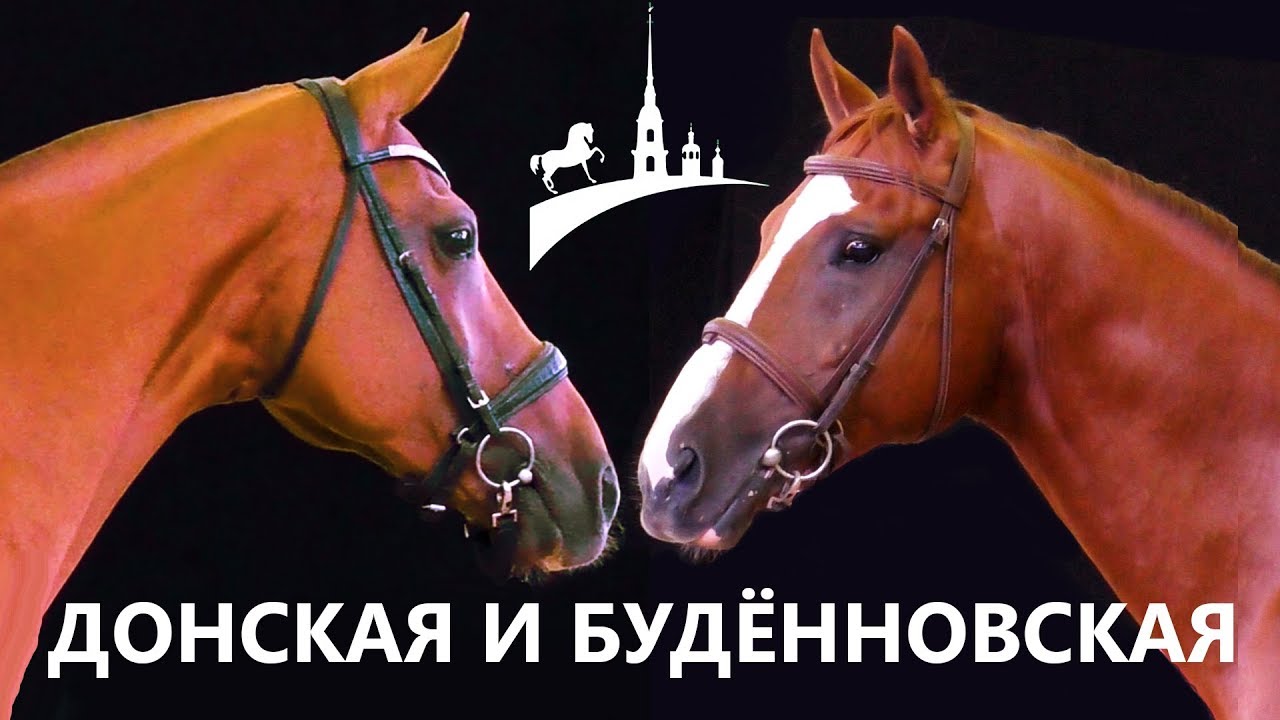 Донская и буденновская порода /Золотая лошадь /Золото России /Конная выставка Иппосфера /Дончак