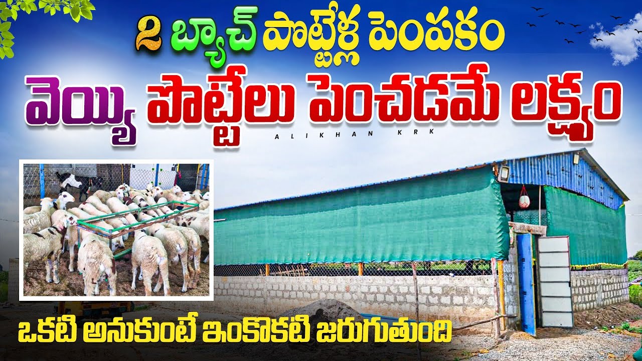 Sheep farming for Beginners / పొట్టేళ్ల పెంపకం/ Sheep farming in Telugu alikhankrk