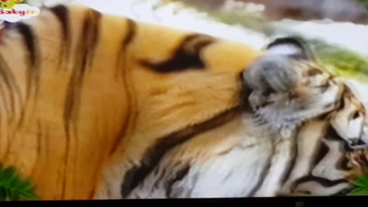 TV PUNGUIN 8