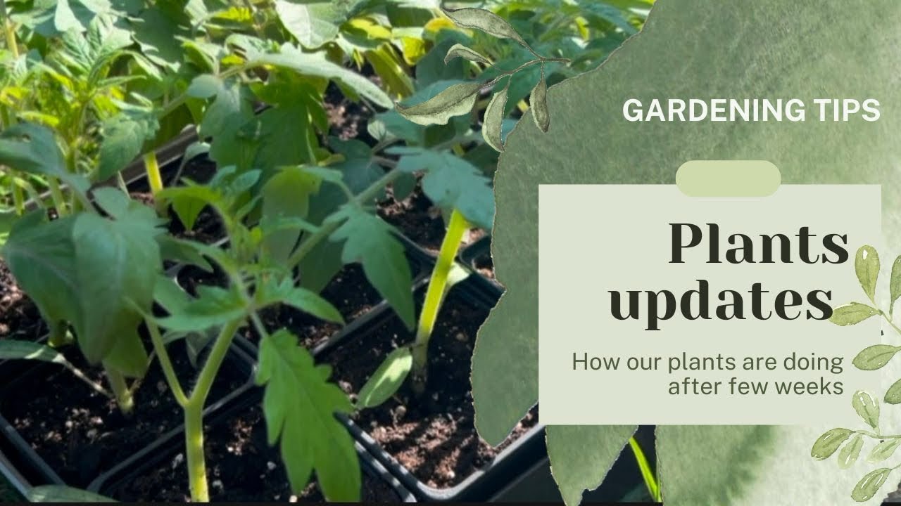Did my plants germinated?? Did they all grown?