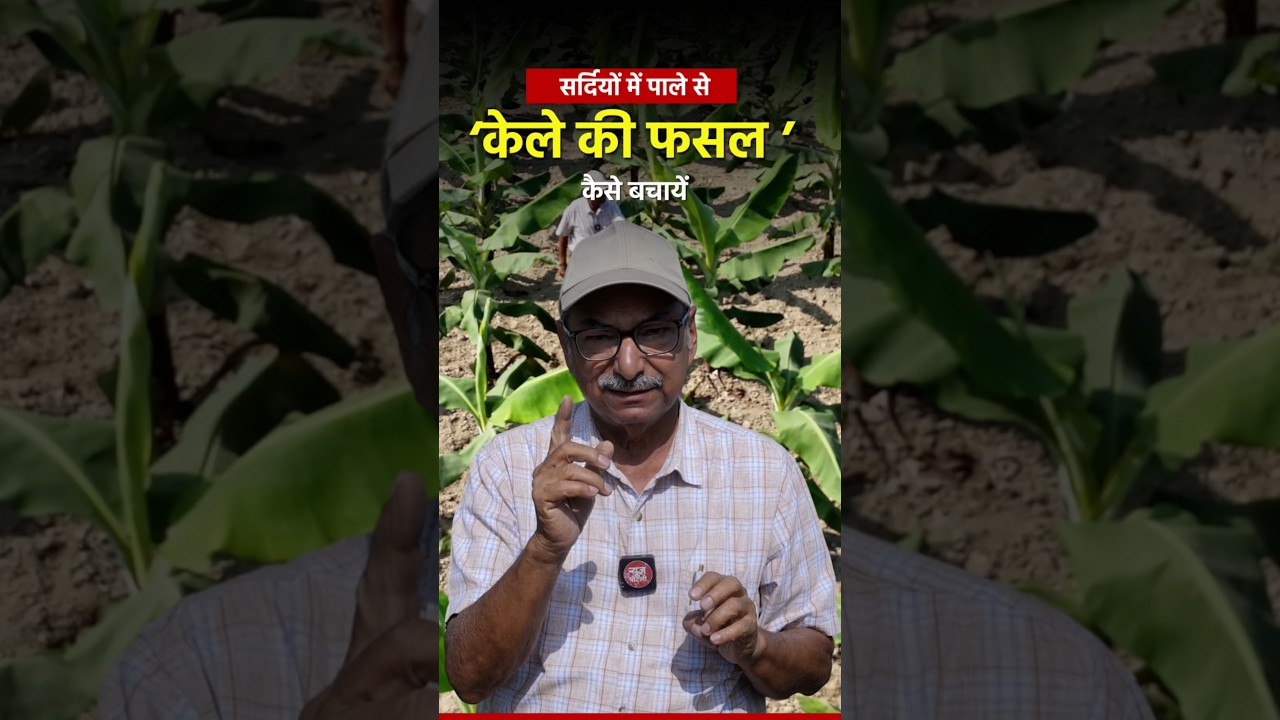 How to protect banana crops from frost in winter? #bananafarming #bananafarmer #banana