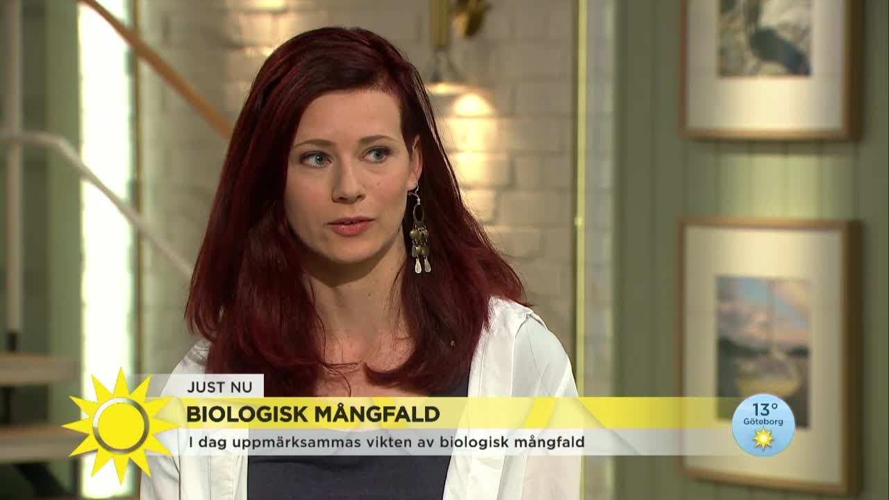 Många djur akut utrotningshotade - Nyhetsmorgon (TV4)