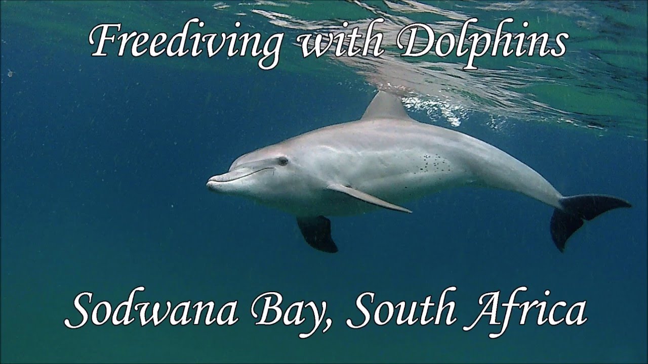 Freediving with Dolphins