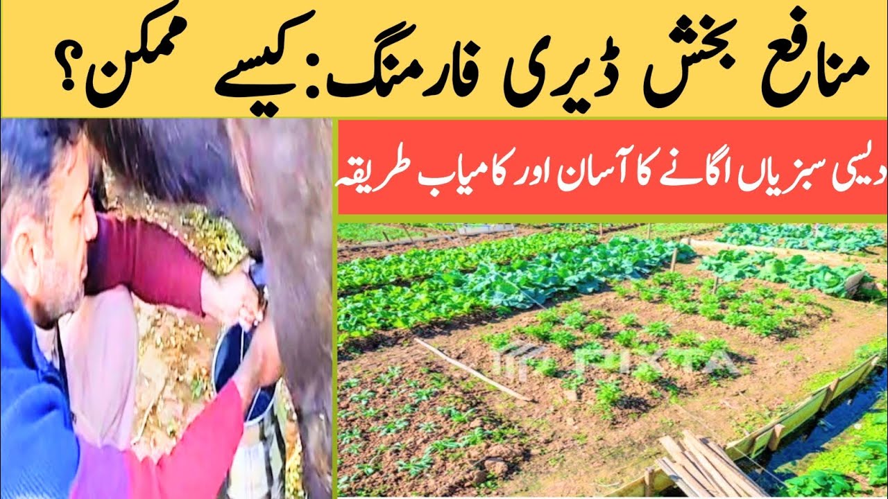 بھینس کے گوبر سے دیسی کھاد بنانے کا طریقہ | سبزیاں اگانے کا آسان حل