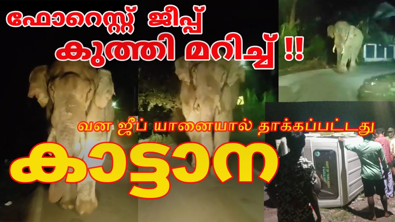 ഫോറെസ്റ്റ്  ജീപ്പ് കുത്തി മറിച്ച് കാട്ടാന #forest #elephant #tamilnadu #wildanimals
