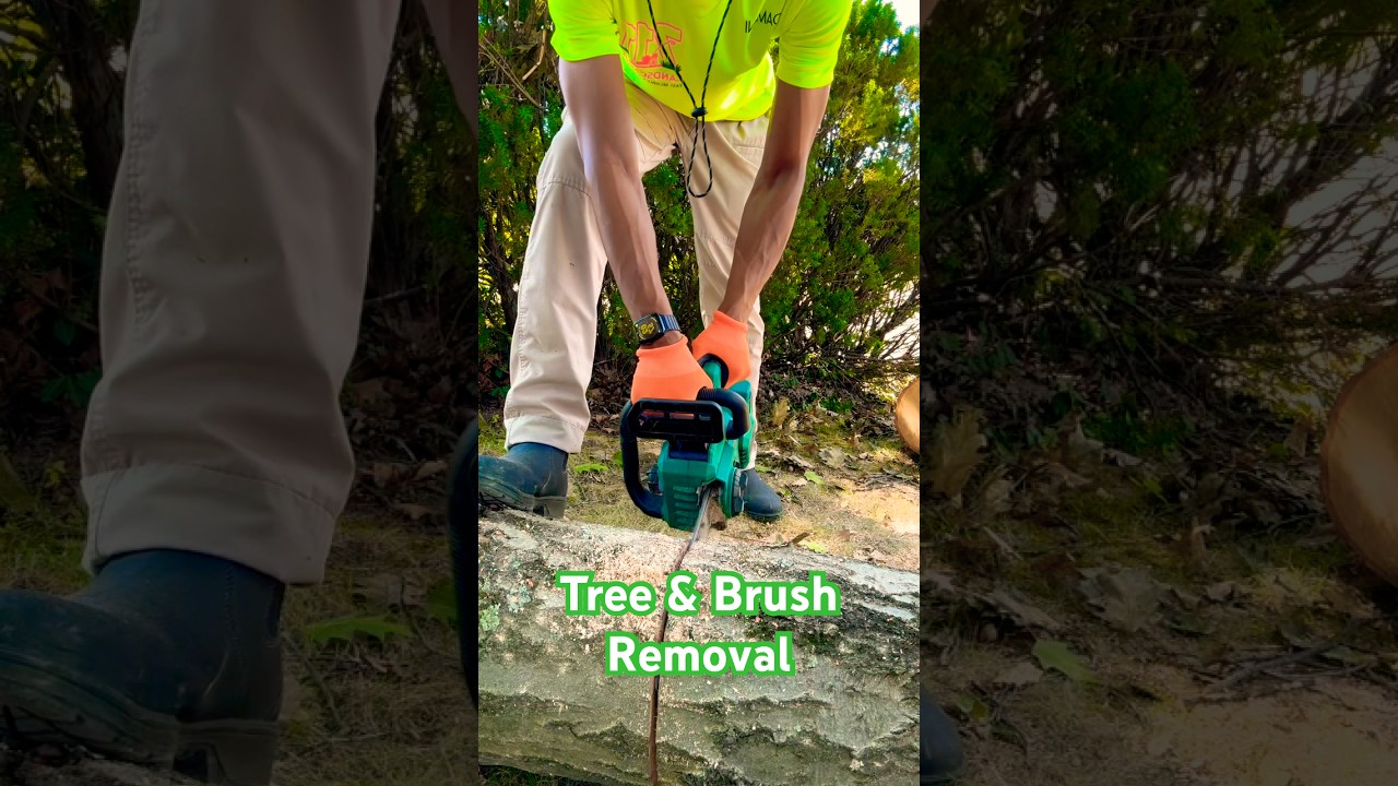Emergency Tree Removal & Clean Up!
