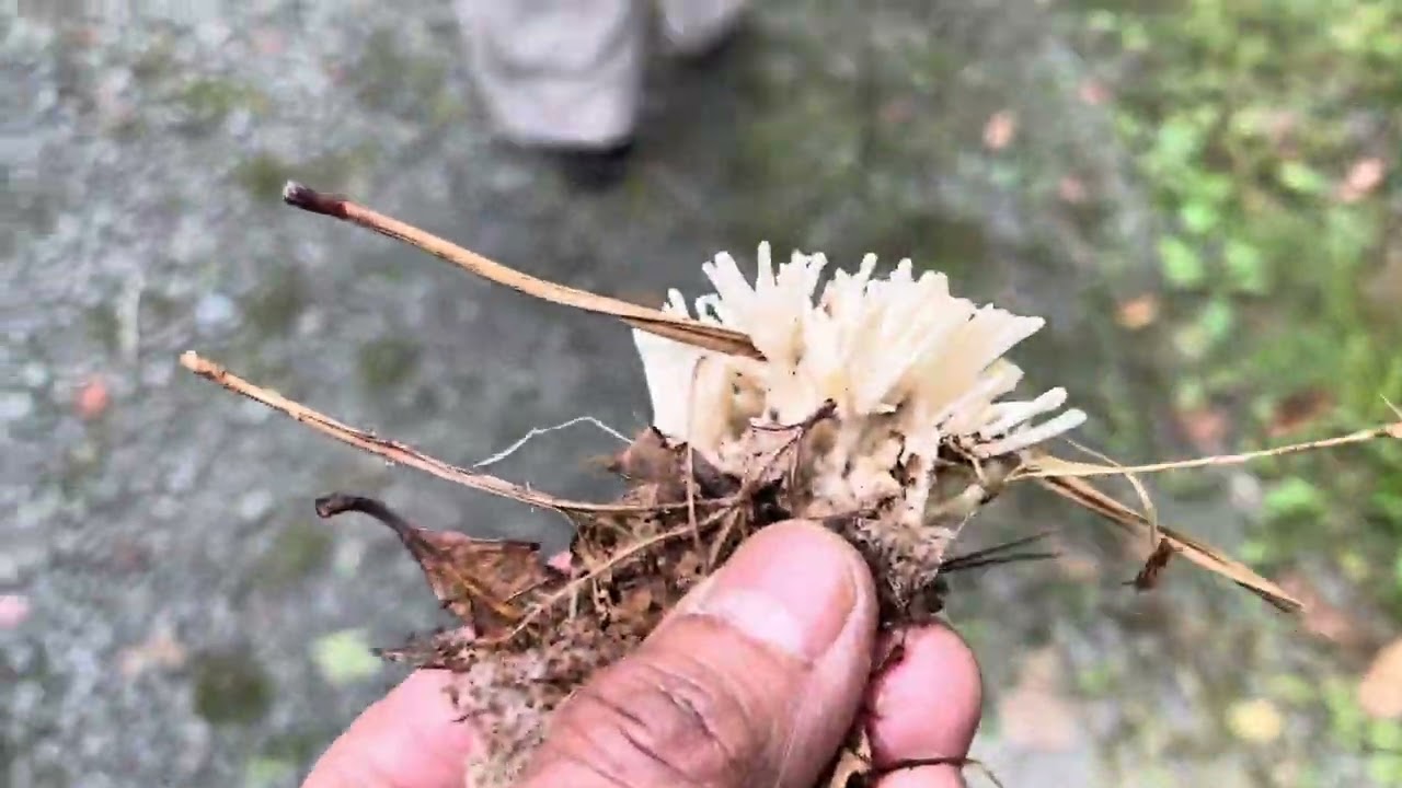 নীনা আপা দুলাভাই এর পেনসিলভানিয়া সফর
