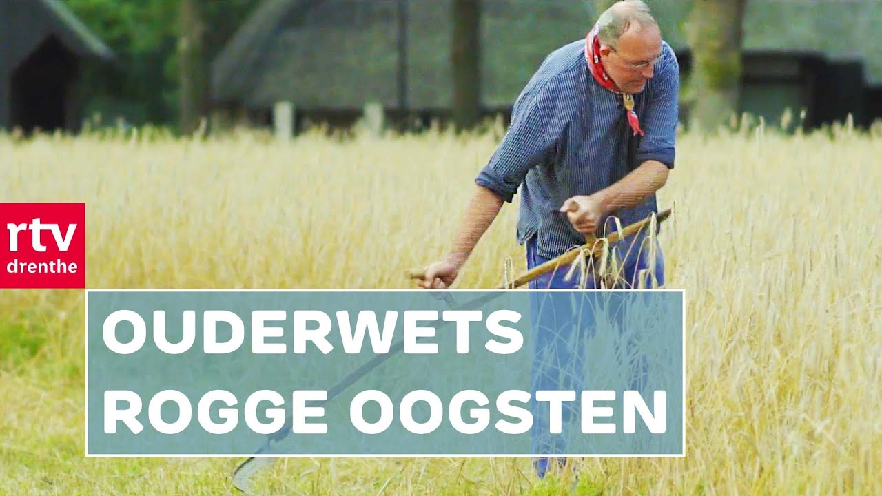 Terug in de tijd: in Dwingeloo wordt op ouderwetse wijze rogge geoogst | Haandwark | RTV Drenthe