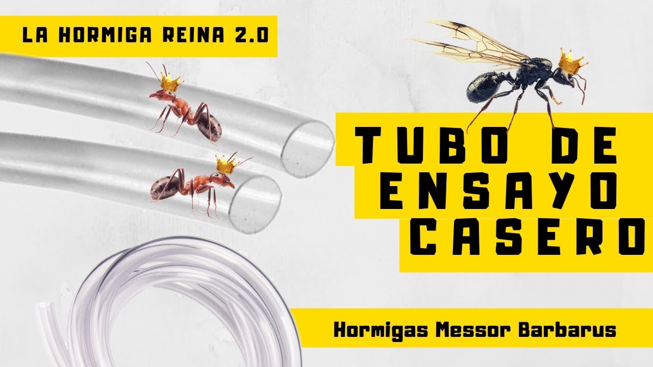 Tubo de ensayo casero para La Hormiga Reina  - Messor Barbarus 2 0