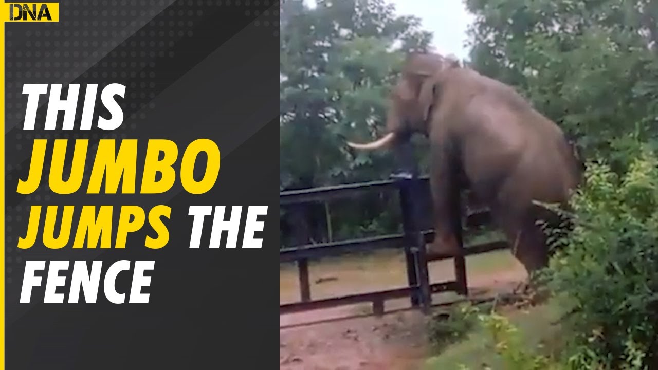 Elephant climbs over fence in viral video | Trending Video | Viral Trends | Animals Video | News