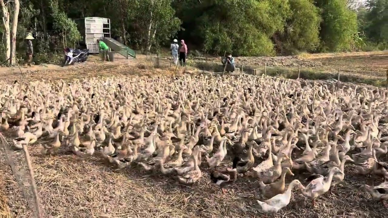 Duck Transport Truck Breaks Down, Flock Waits Under the Scorching Sun&rdquo;