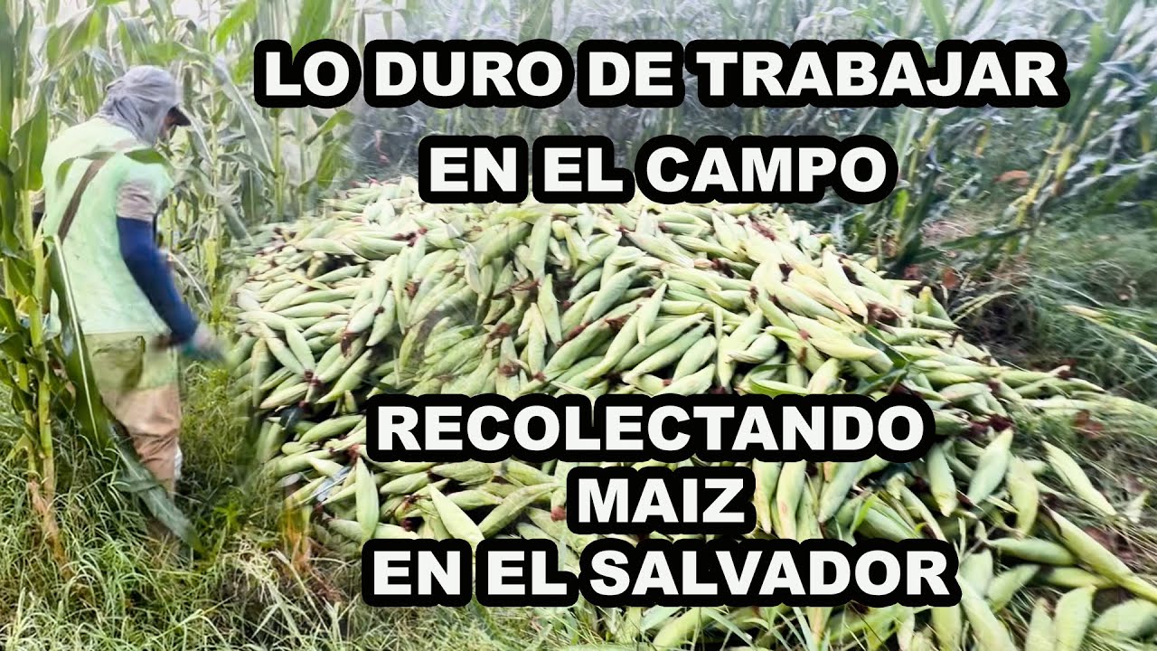a Verdadera Cosecha de Maíz en El Salvador: Un Día en el Campo Salvadoreño
