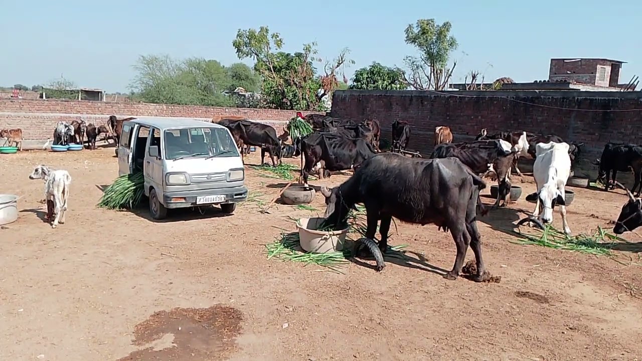 चलो भाई चारा डालने का टाइम हो गया ll 😱 pirox dairy farm ✅#my_first_vlog #myheroacademia 