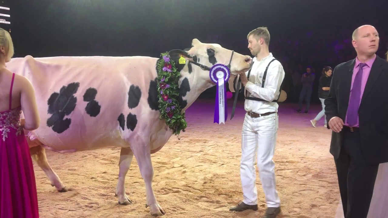 Swiss Expo 2020 Championne Holstein