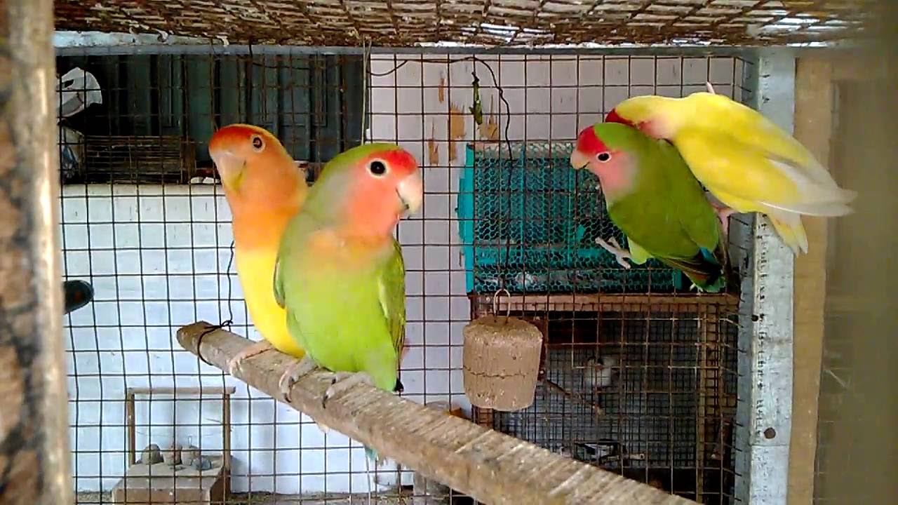 PEACHFACED LOVEBIRD lutino love bird behaviour