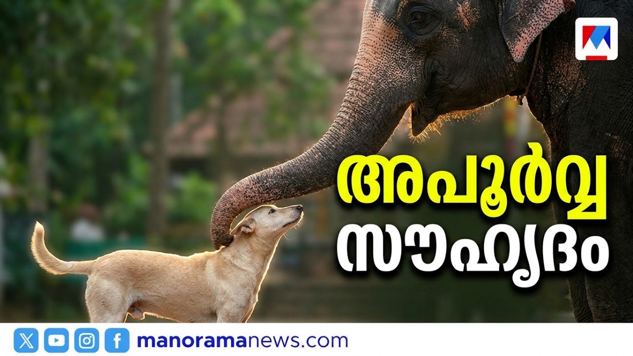 കൊമ്പന്റെ ചുവടിനൊപ്പം കുക്കുവിന്റെ കുണുങ്ങിയോട്ടം:ആനയുടെ ചങ്ങാതി ഒരു കുഞ്ഞൻ നായ#ElephantAndDog