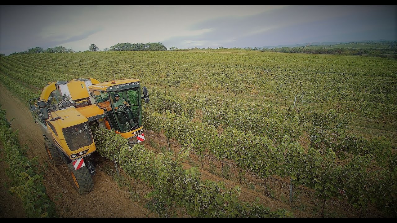 Weinlese - Grape harvest