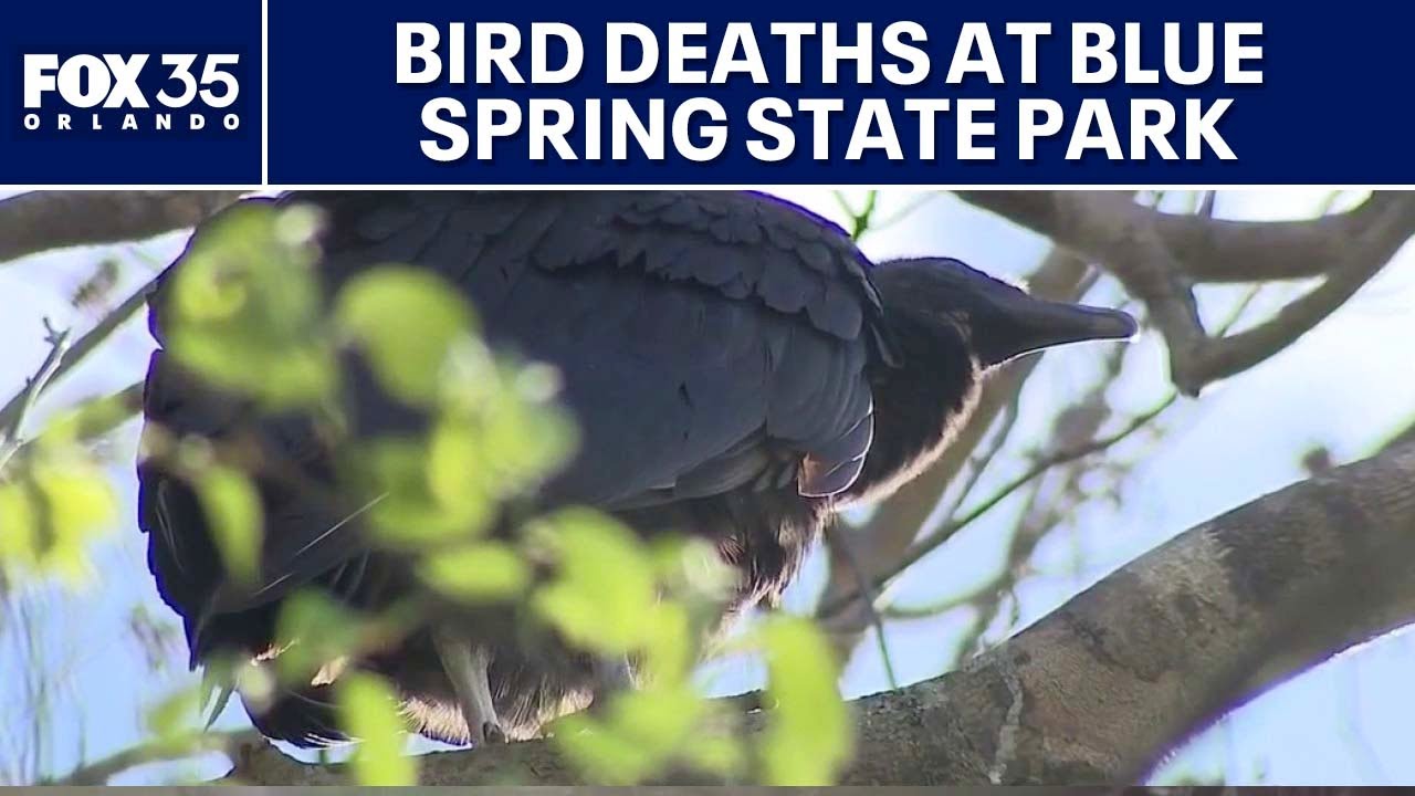 More than 100 vultures found dead at Blue Spring State Park