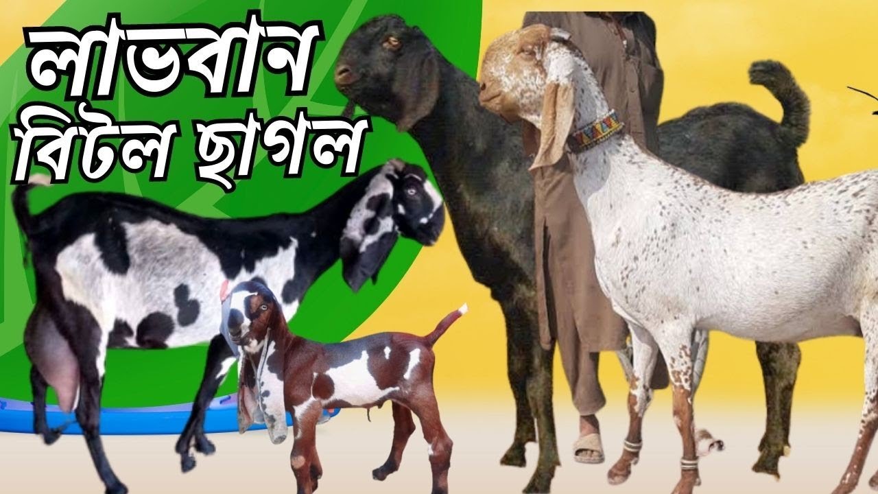 লাভবান বিটল ছাগলের জাত পরিচিতি Introduction of profitable beetle goat breeds @SukhChor_Krishi