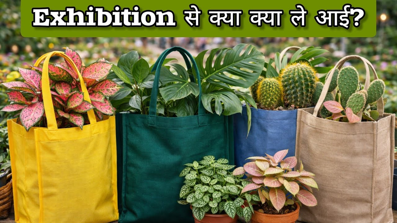Empress garden plant shopping। Plant exhibition haul Pune